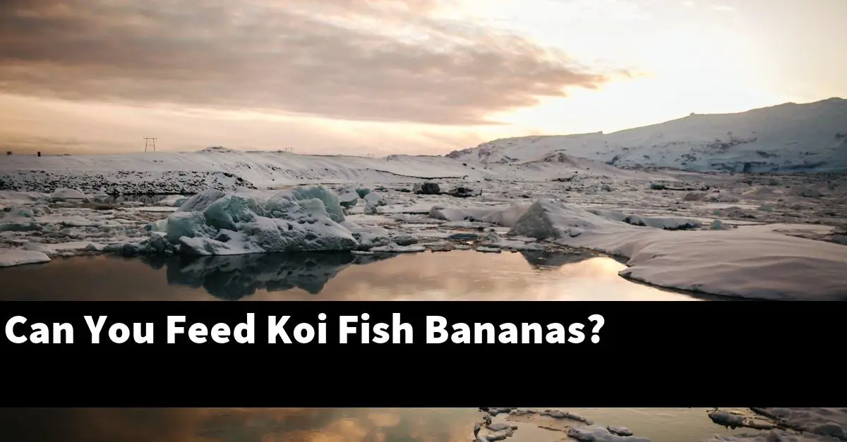 Can You Feed Koi Fish Bananas?