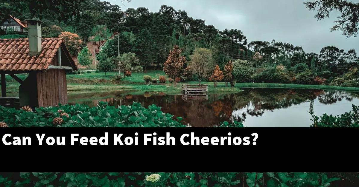 Can You Feed Koi Fish Cheerios?