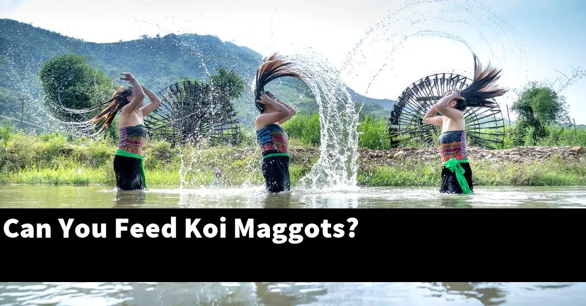 Can You Feed Koi Maggots?