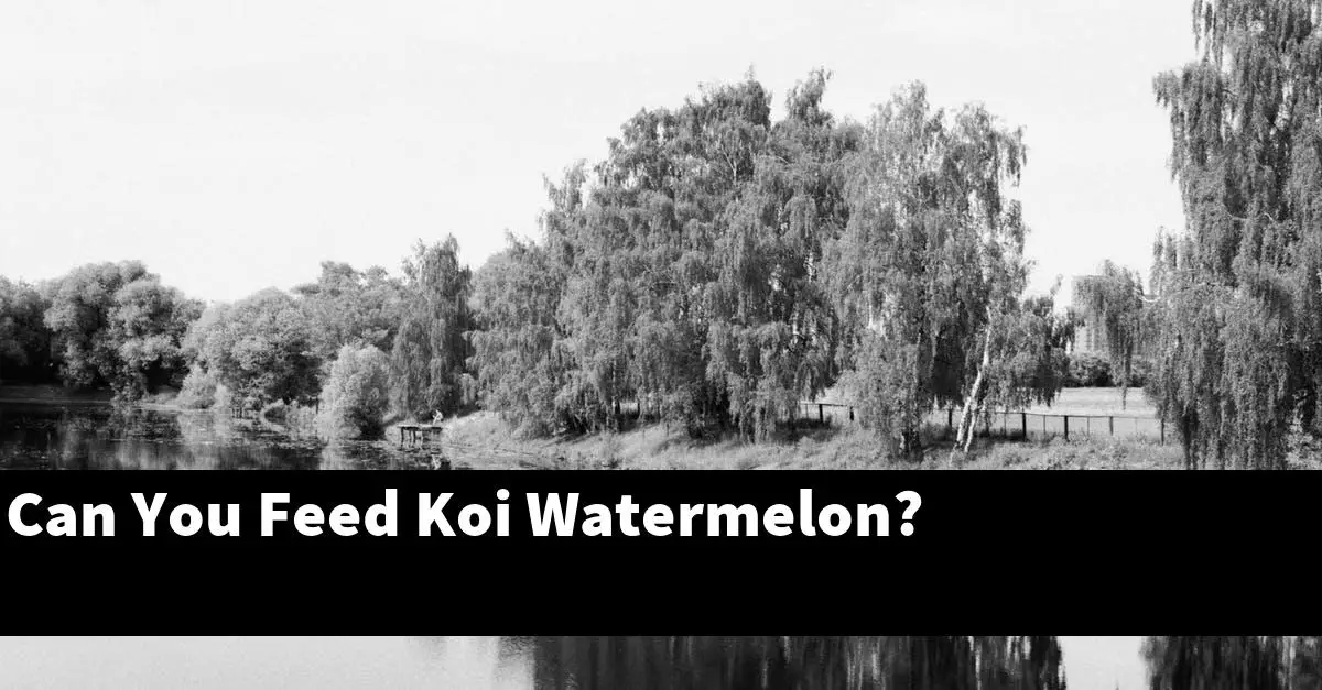 Can You Feed Koi Watermelon?