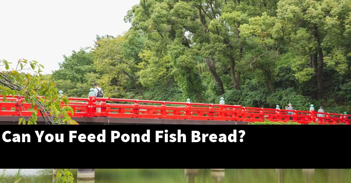 Can You Feed Pond Fish Bread?