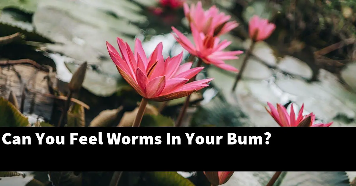 Can You Feel Worms In Your Bum?