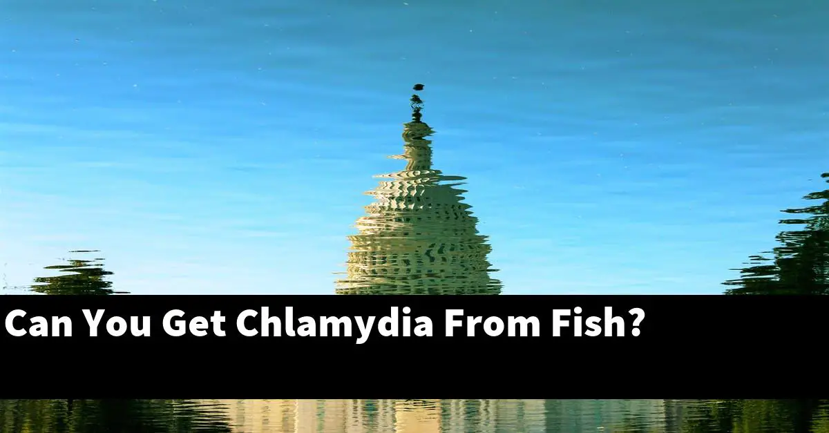 Can You Get Chlamydia From Fish?