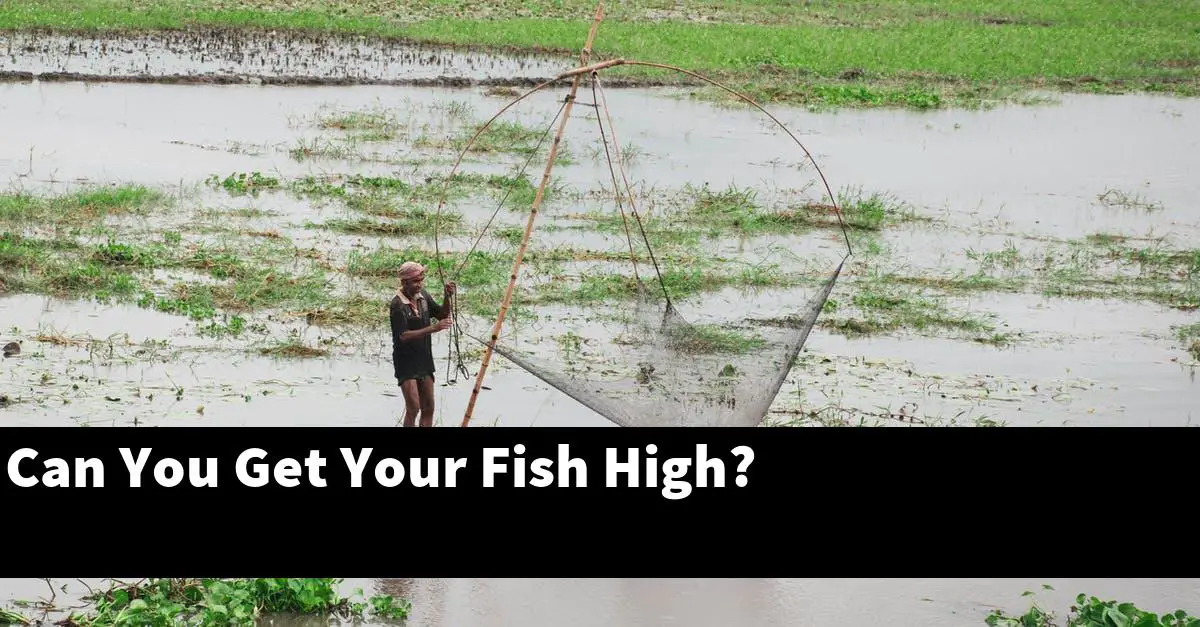 Can You Get Your Fish High?