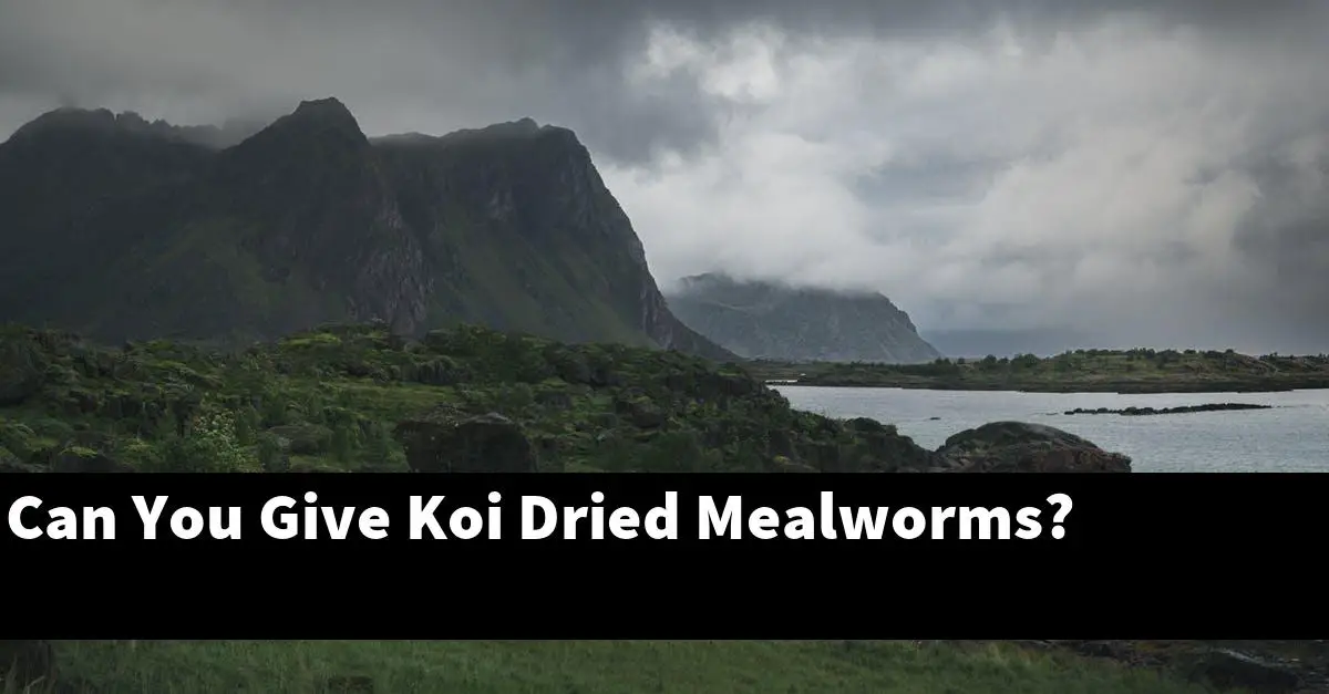 Can You Give Koi Dried Mealworms?