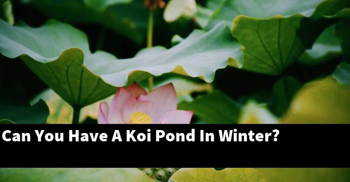 Can You Have A Koi Pond In Winter?