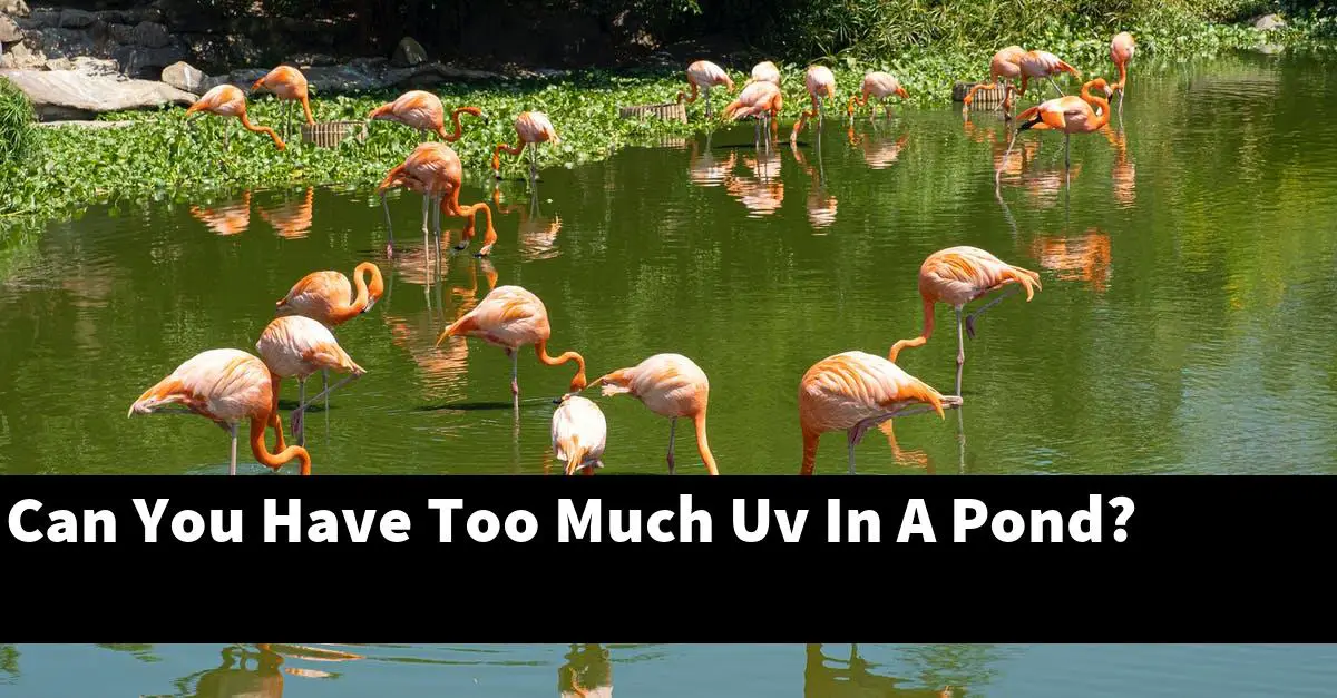 Can You Have Too Much Uv In A Pond?