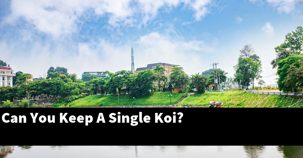 Can You Keep A Single Koi?