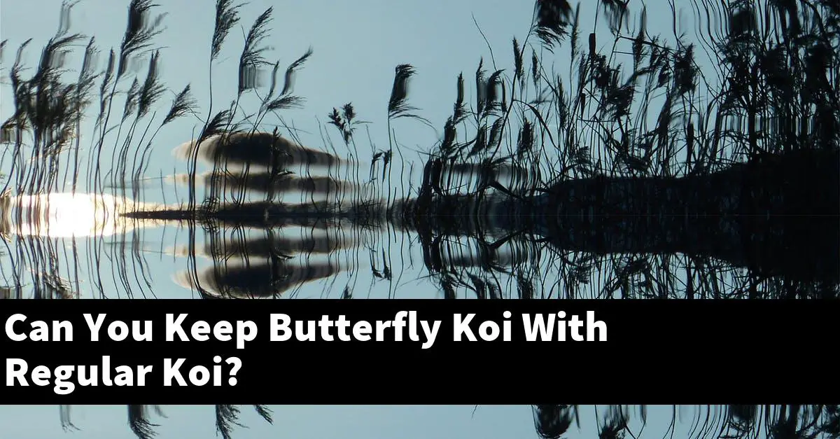 Can You Keep Butterfly Koi With Regular Koi?