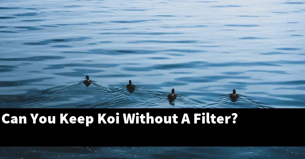 Can You Keep Koi Without A Filter?
