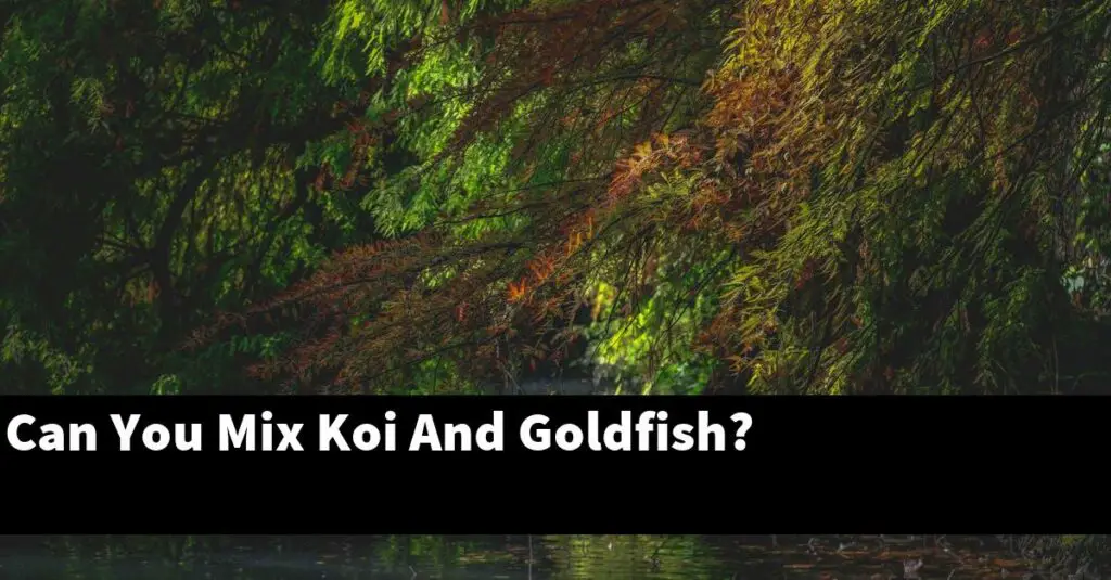 Can You Mix Koi And Goldfish? [2024 Guide] Gold Koi Fish