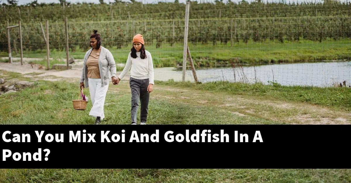 Can You Mix Koi And Goldfish In A Pond?