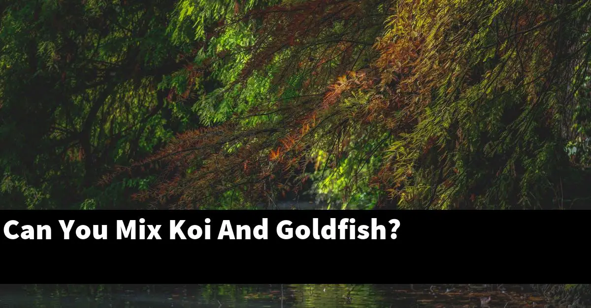 Can You Mix Koi And Goldfish?