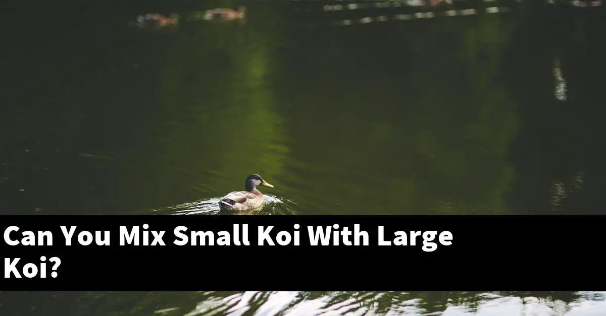 Can You Mix Small Koi With Large Koi?