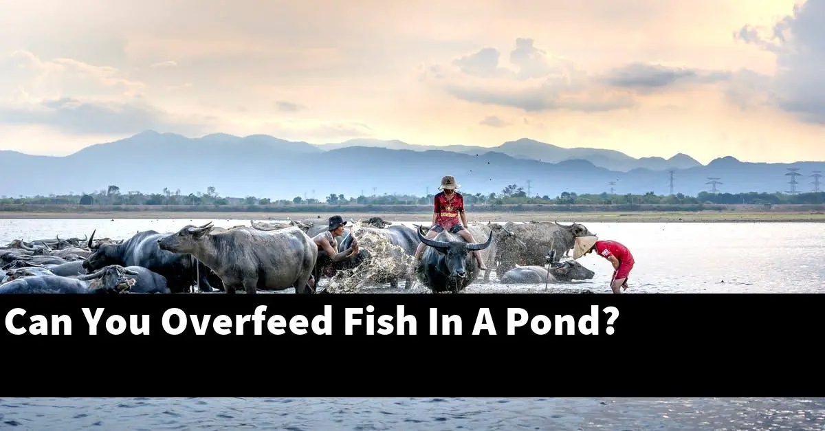 Can You Overfeed Fish In A Pond?