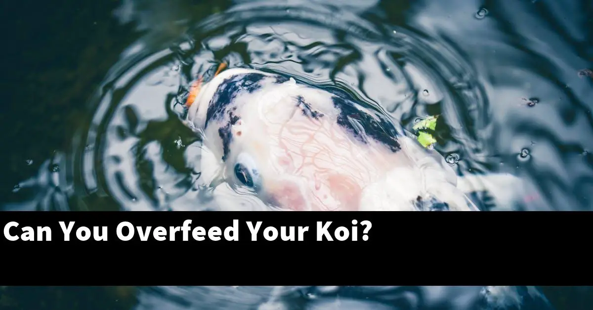 Can You Overfeed Your Koi?