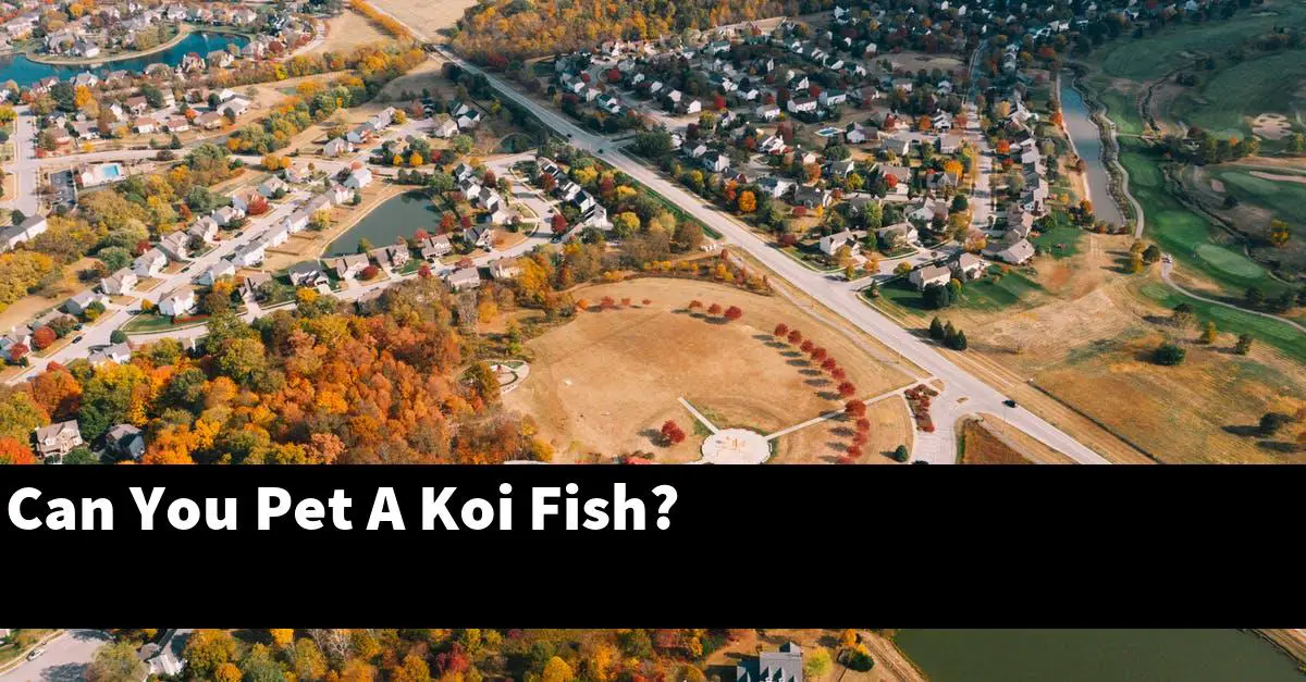 Can You Pet A Koi Fish?
