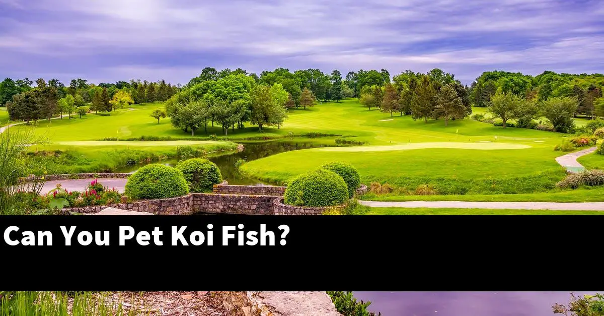 Can You Pet Koi Fish?