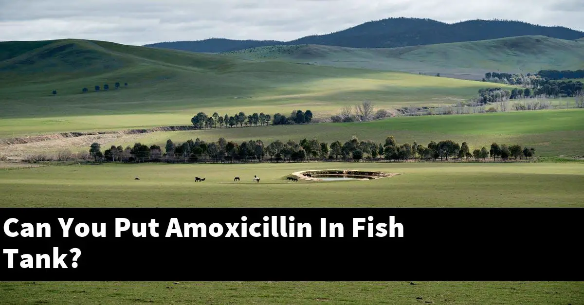 Can You Put Amoxicillin In Fish Tank?