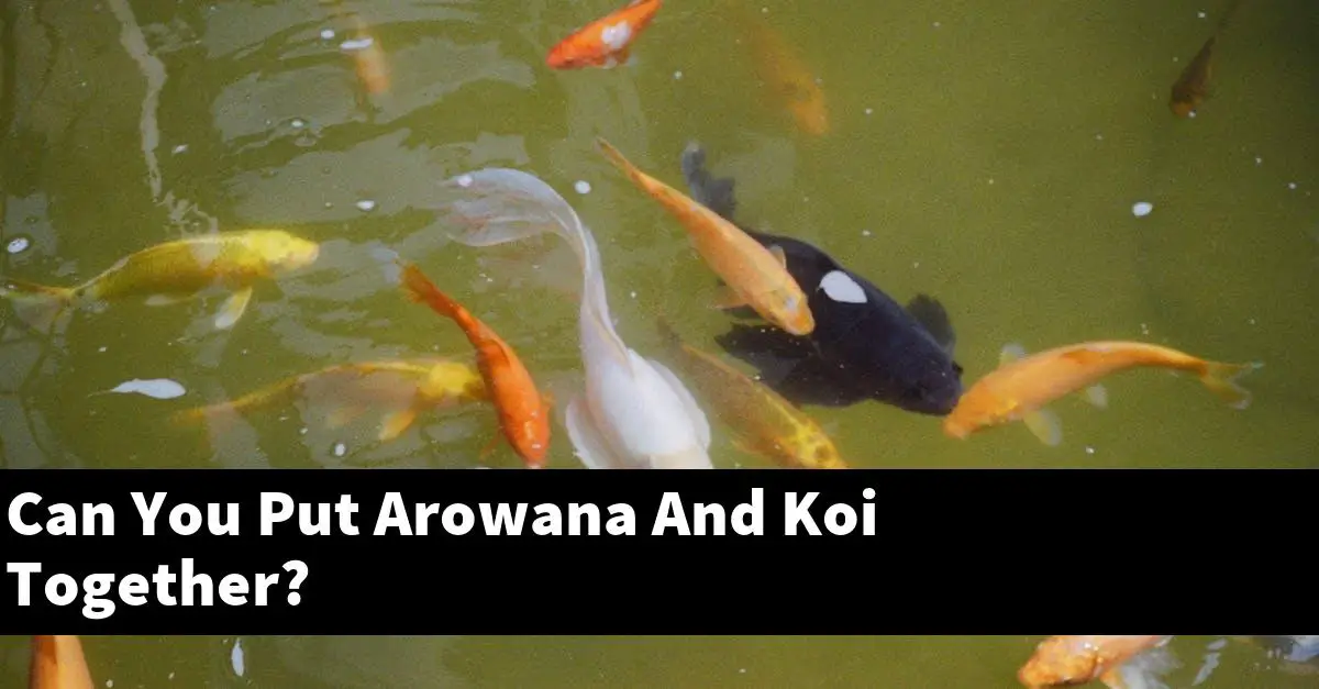 Can You Put Arowana And Koi Together?