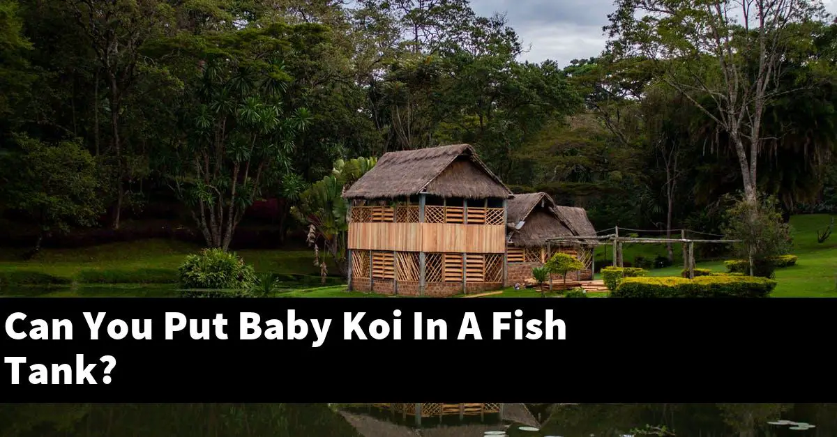 Can You Put Baby Koi In A Fish Tank?