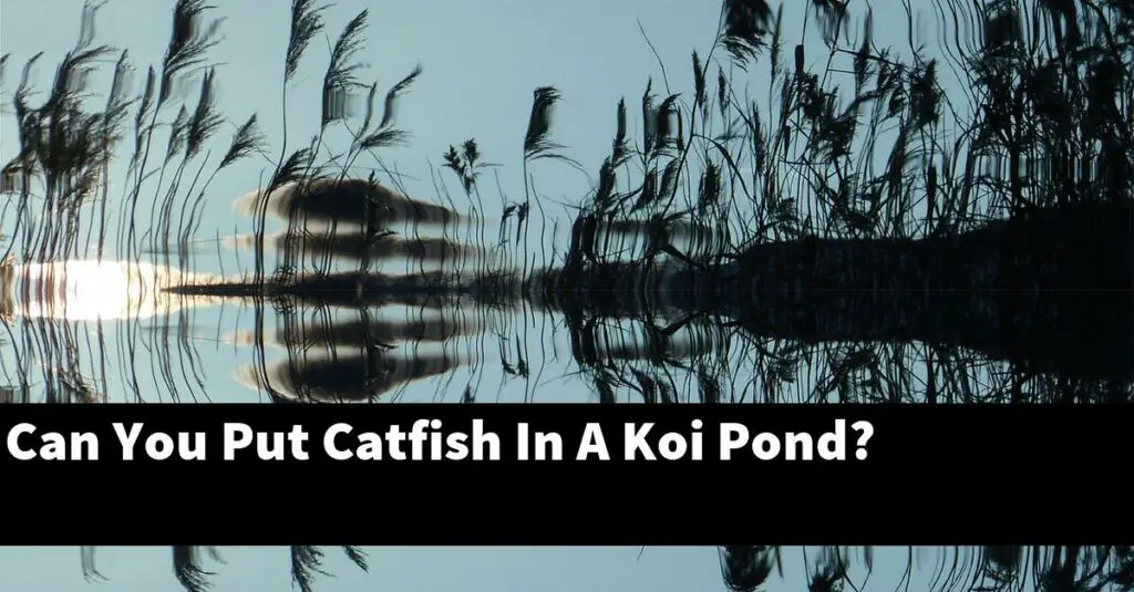 Can You Put Catfish In A Koi Pond? [2024 Guide] Gold Koi Fish