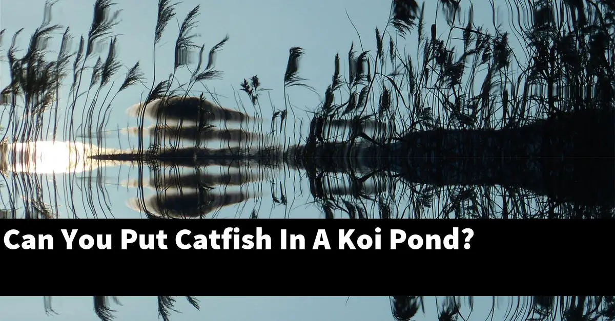 Can You Put Catfish In A Koi Pond?