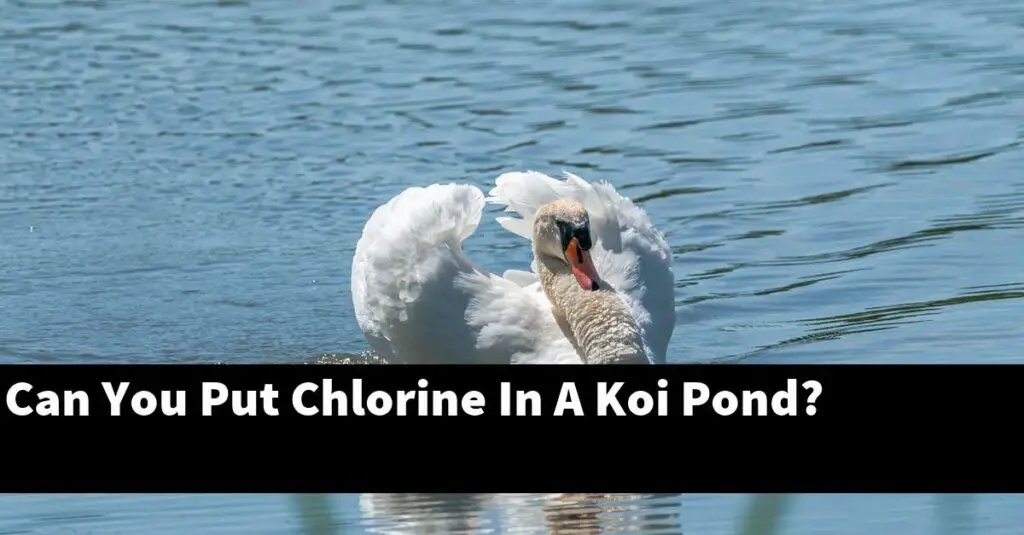 Can You Put Chlorine In A Koi Pond? [2024 Guide] Gold Koi Fish