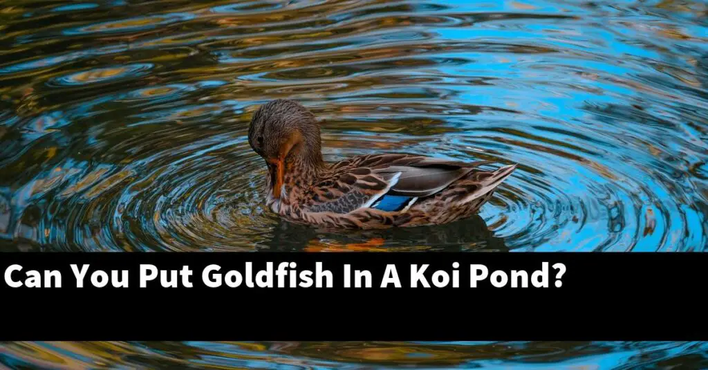 Can You Put Goldfish In A Koi Pond? [2024 Guide] Gold Koi Fish