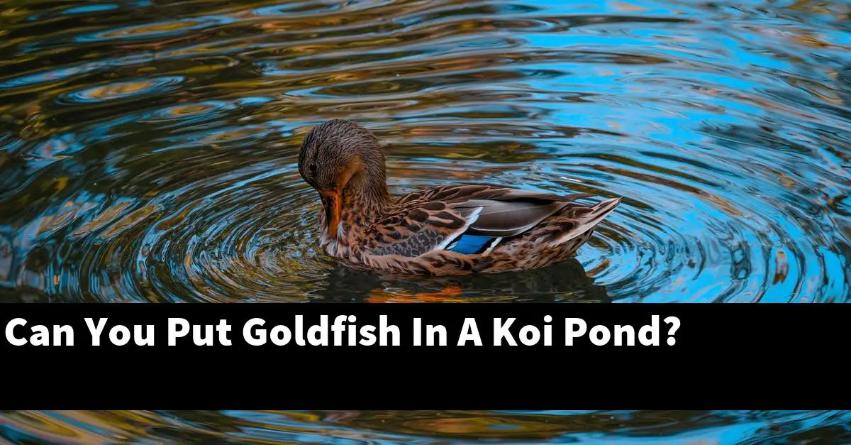 Can You Put Goldfish In A Koi Pond?