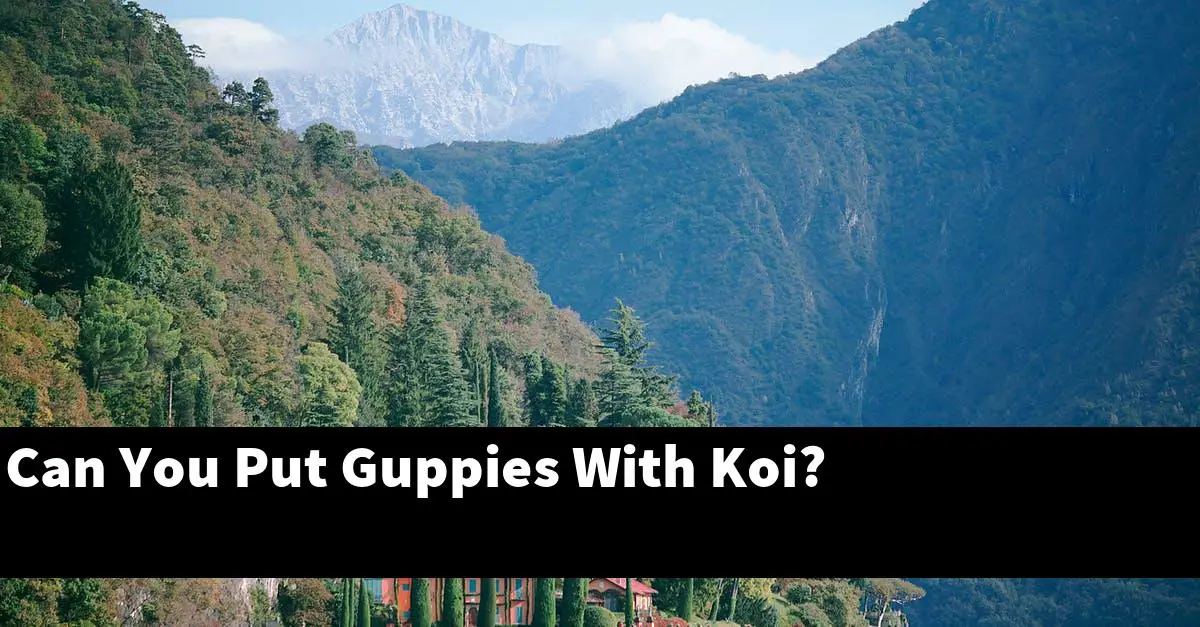 Can You Put Guppies With Koi?