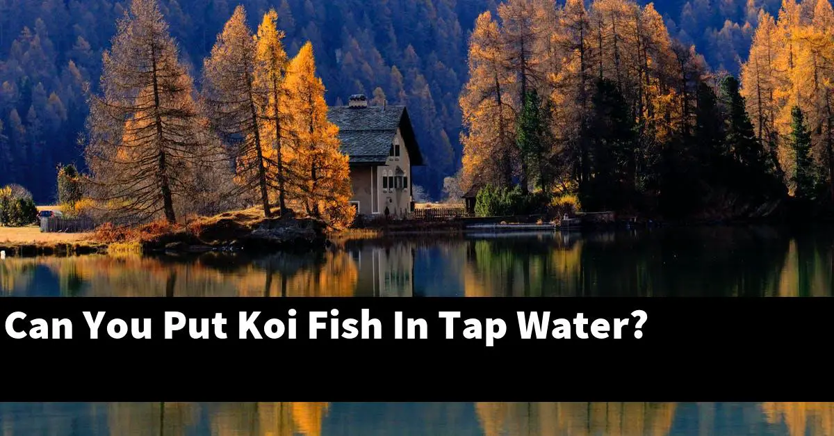 Can You Put Koi Fish In Tap Water?