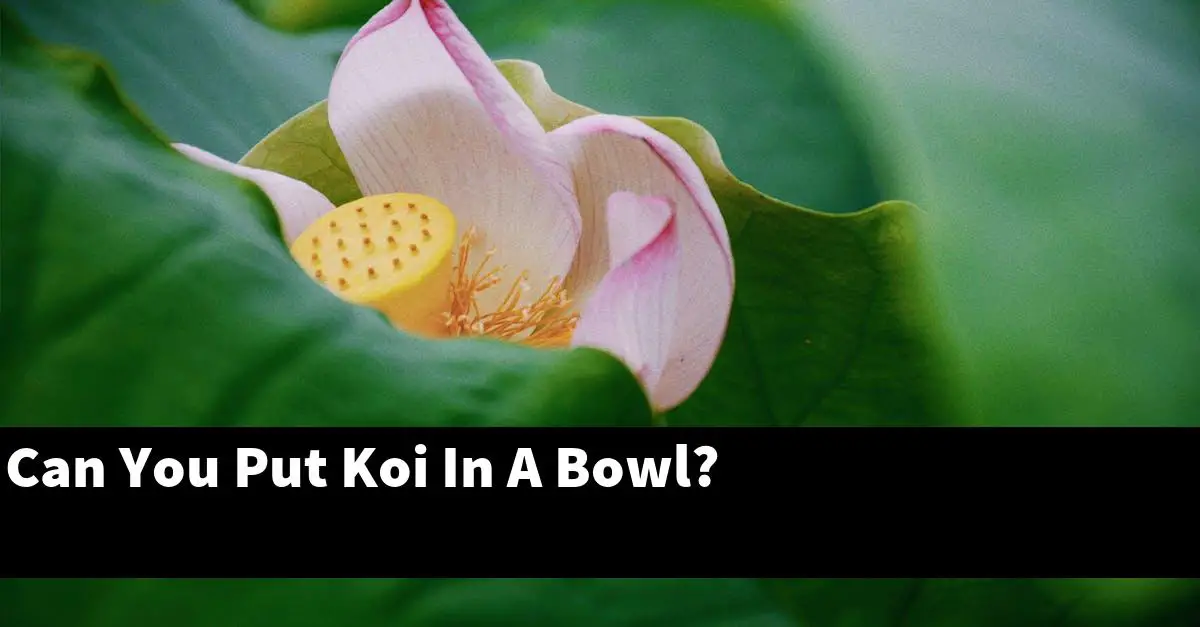 Can You Put Koi In A Bowl?