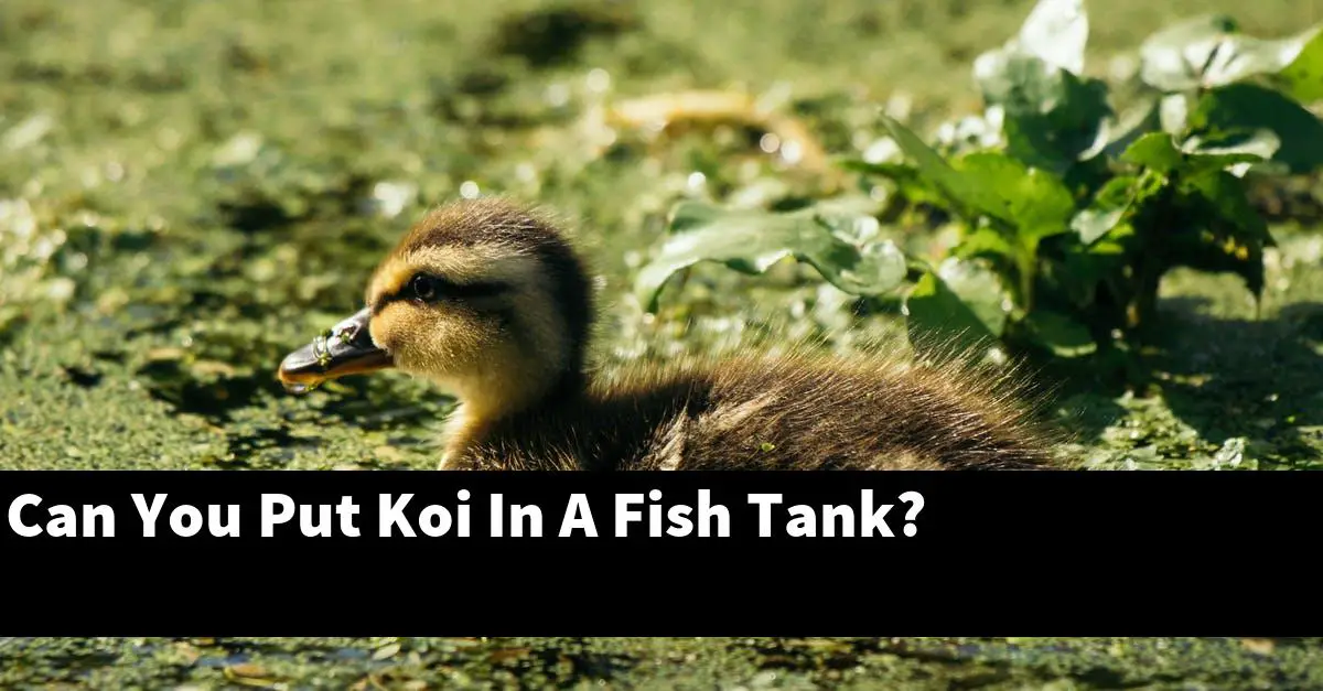 Can You Put Koi In A Fish Tank?