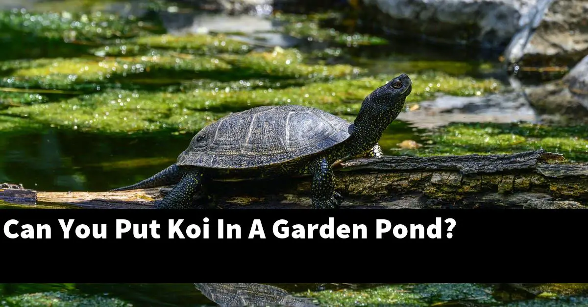 Can You Put Koi In A Garden Pond?