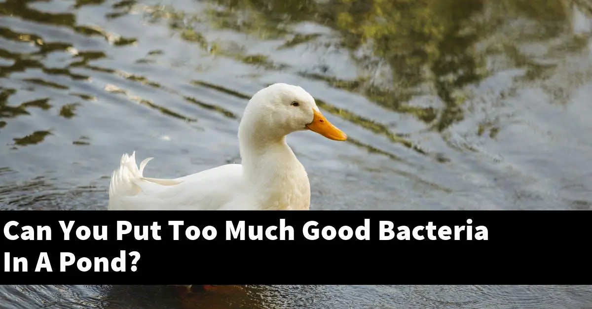 Can You Put Too Much Good Bacteria In A Pond?