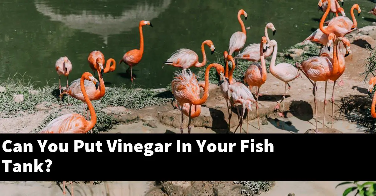 Can You Put Vinegar In Your Fish Tank?