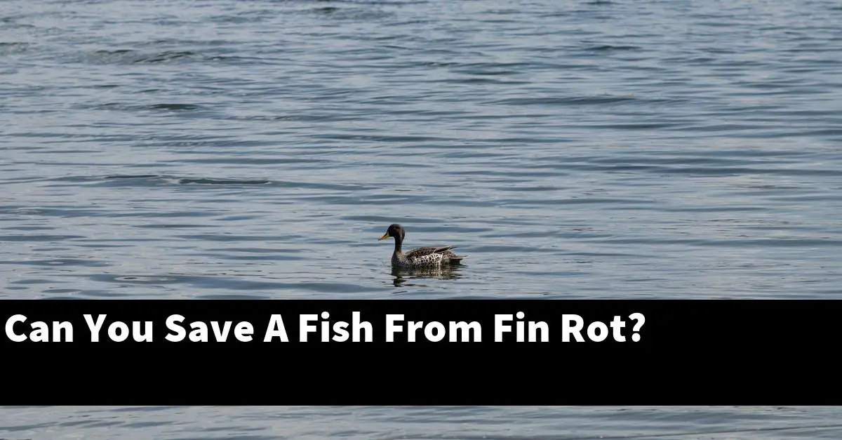 Can You Save A Fish From Fin Rot?
