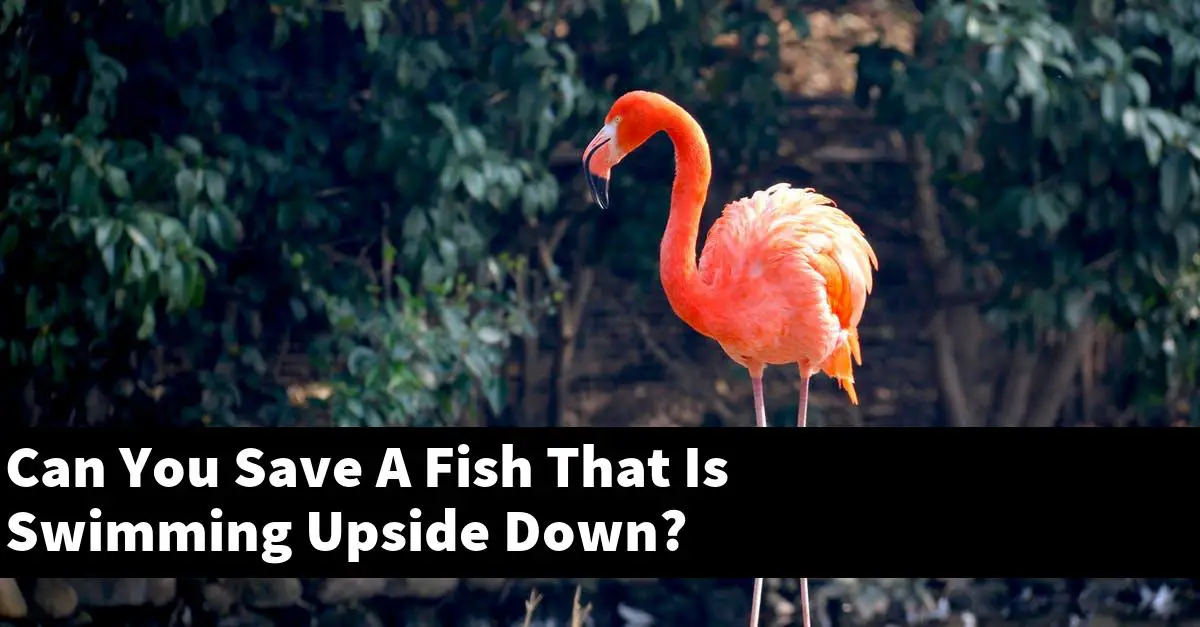Can You Save A Fish That Is Swimming Upside Down?