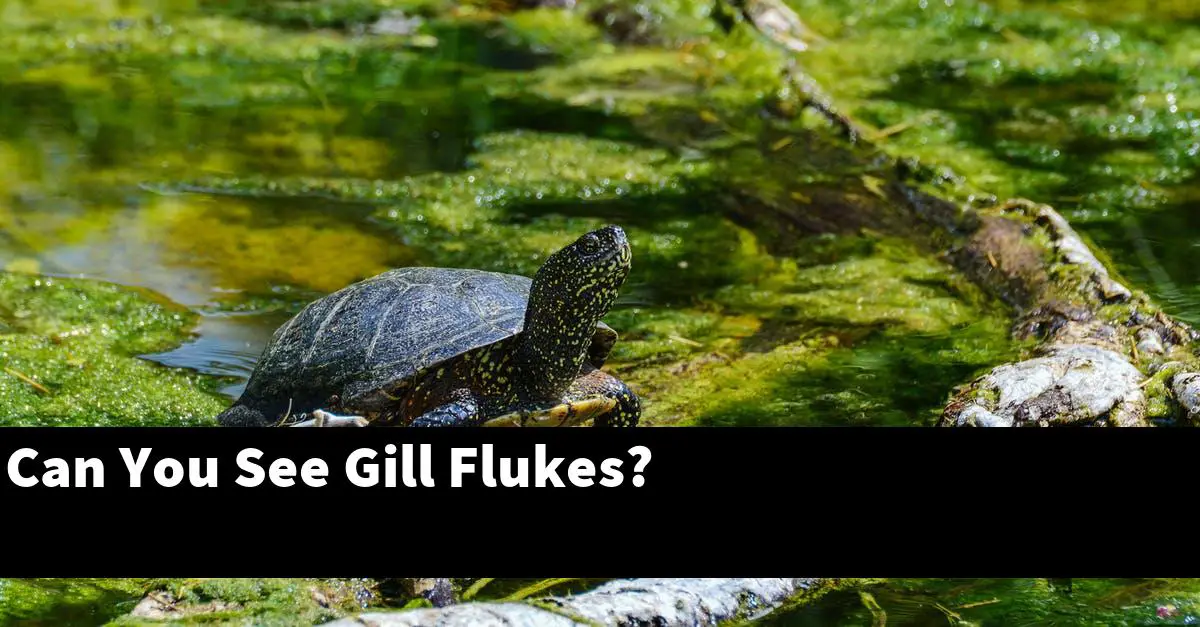 Can You See Gill Flukes?