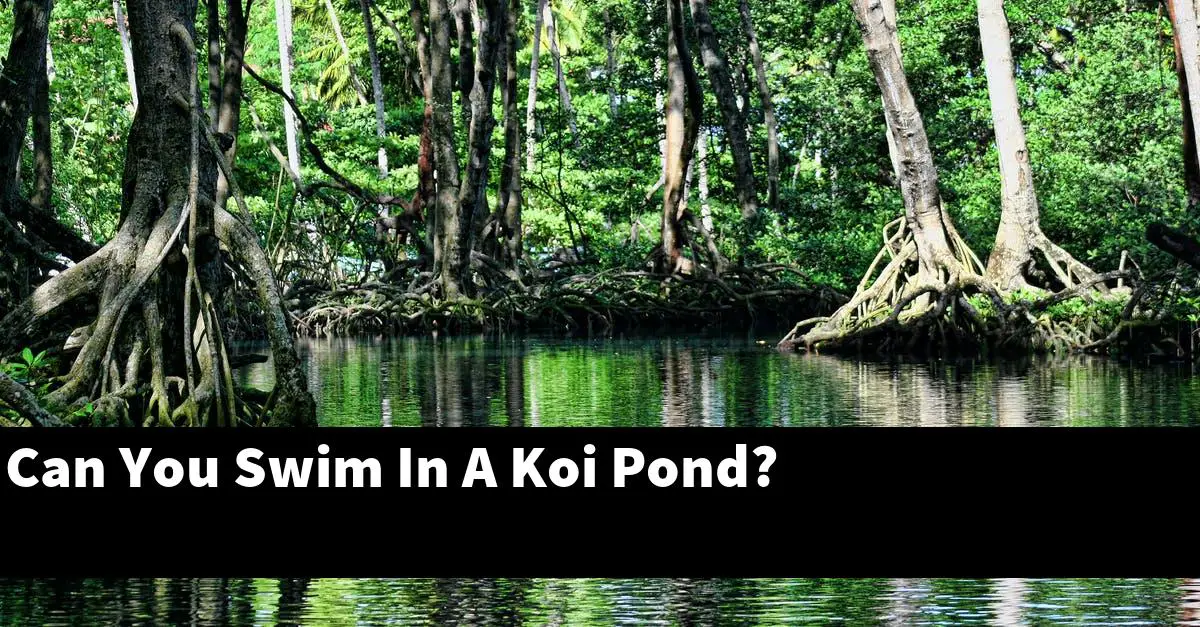 Can You Swim In A Koi Pond?
