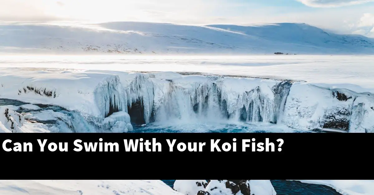 Can You Swim With Your Koi Fish?