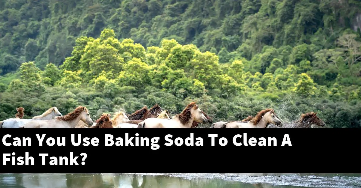 Can You Use Baking Soda To Clean A Fish Tank?