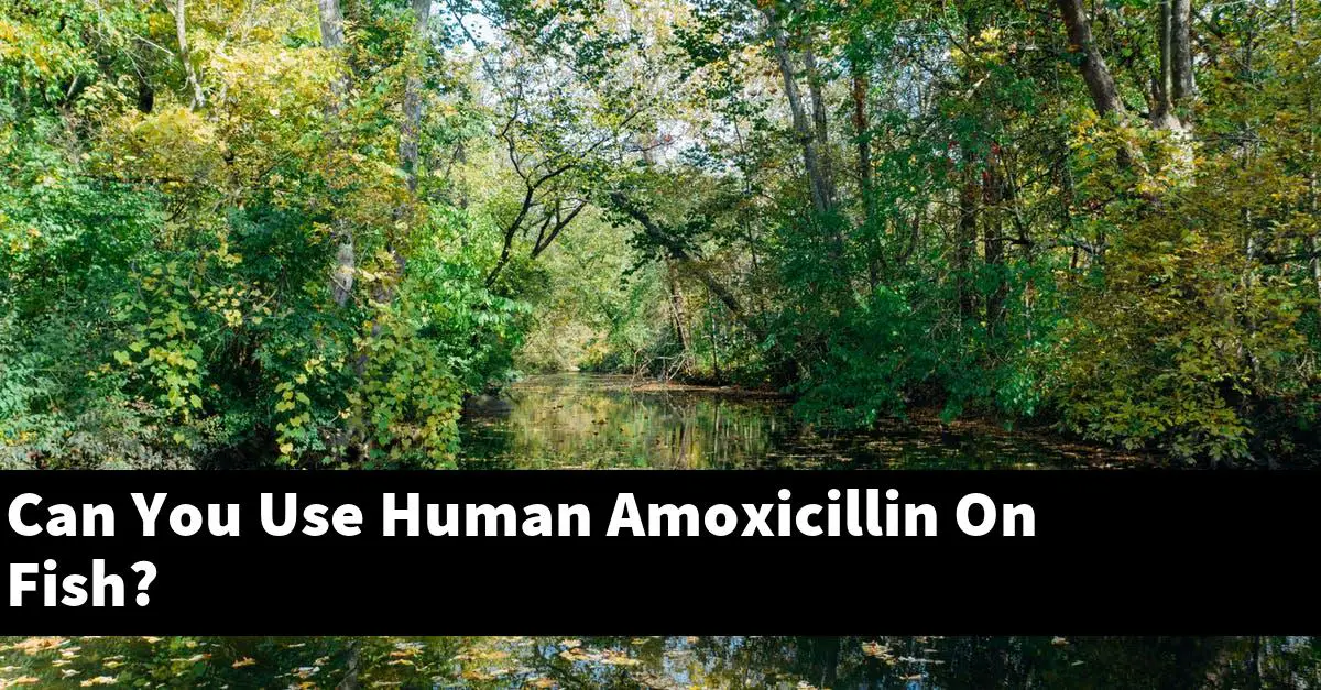 Can You Use Human Amoxicillin On Fish?