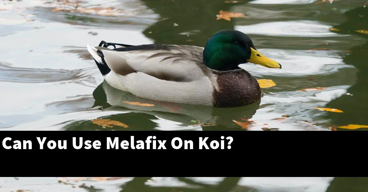 Can You Use Melafix On Koi?