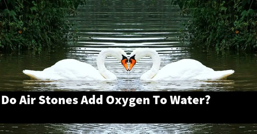 Do Air Stones Add Oxygen To Water? [2024 Guide] Gold Koi Fish
