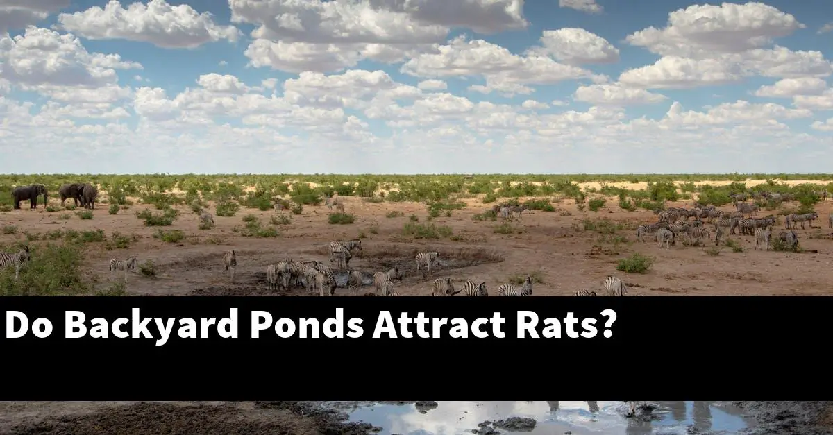 Do Backyard Ponds Attract Rats?