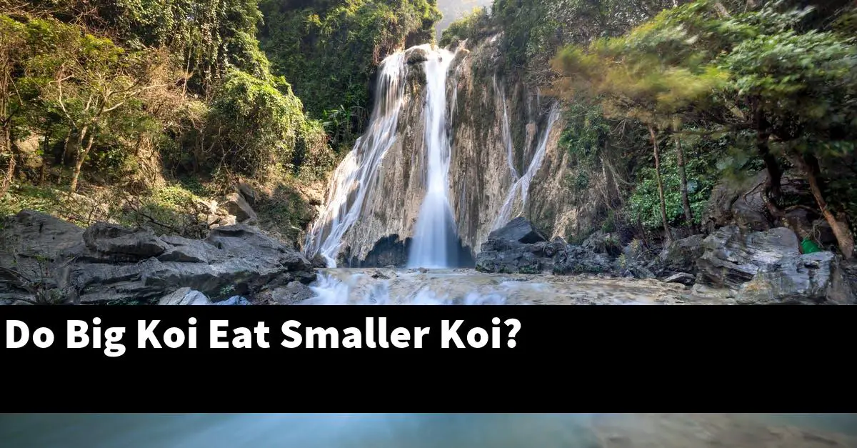 Do Big Koi Eat Smaller Koi?