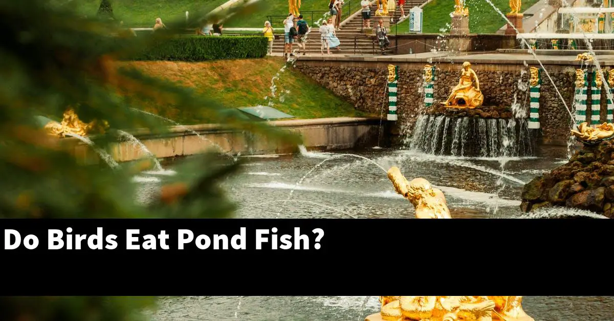 Do Birds Eat Pond Fish?