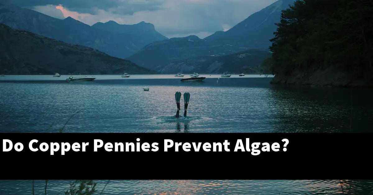 Do Copper Pennies Prevent Algae?